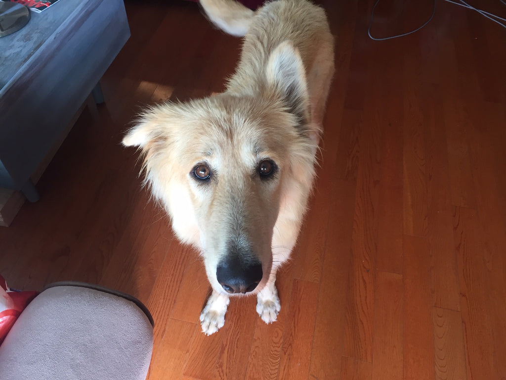 Puppy Verses Adult Dog Adoptions